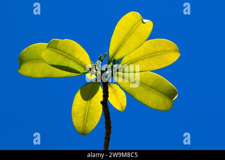 Holei (Ochrosia) entlang des Kipukapuaulu Trail, Hawaii Volcanoes National Park Stockfoto