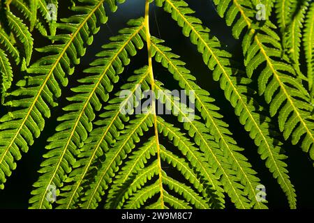 Hapuu (Cibotium menziesii) entlang des Kipukapuaulu Trail, Hawaii Volcanoes National Park Stockfoto