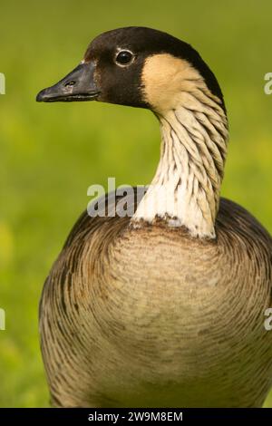 Nene (Branta sandvicensis), Hawaii Volcanoes National Park, Hawaii Stockfoto