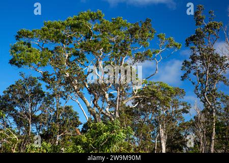 KOA Tree, Hawaii Volcanoes National Park, Hawaii Stockfoto