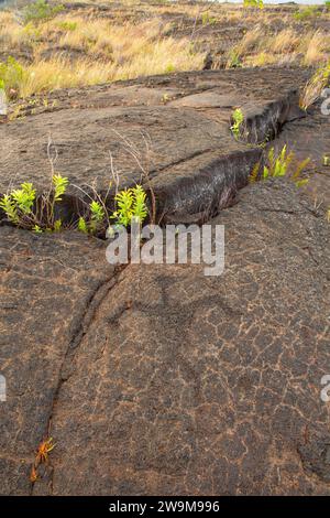 Puuloa Petroglyphs, Hawaii Volcanoes National Park, Hawaii Stockfoto