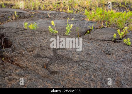 Puuloa Petroglyphs, Hawaii Volcanoes National Park, Hawaii Stockfoto