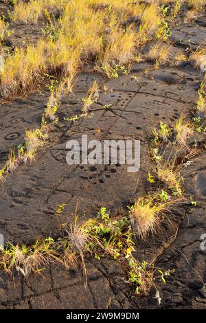 Puuloa Petroglyphs, Hawaii Volcanoes National Park, Hawaii Stockfoto
