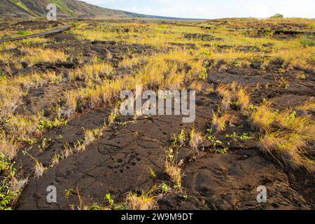 Puuloa Petroglyphs, Hawaii Volcanoes National Park, Hawaii Stockfoto