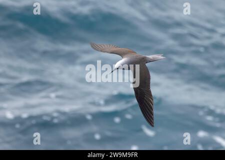 Black Noddy (Anous minutus) entlang der Puna Coast, Hawaii Volcanoes National Park, Hawaii Stockfoto