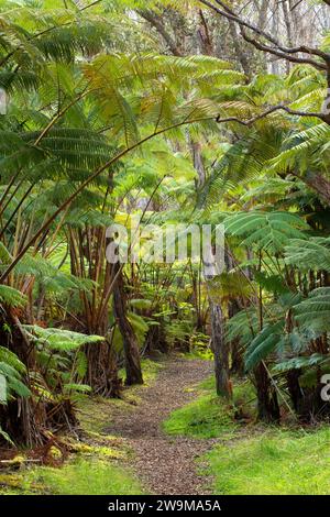 Crater Rim Trail, Hawaii Volcanoes National Park, Hawaii Stockfoto