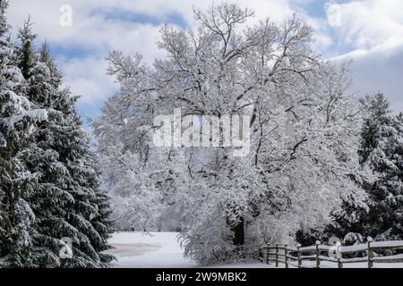 Spazieren Sie im Park nach einem Winterschneesturm, Foto der Winterlandschaft. Stockfoto