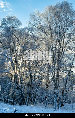 Sonne, die durch schneebedeckte Birken in der schottischen Landschaft kommt. Glen Brown, Cairngorms, Highlands, Schottland Stockfoto