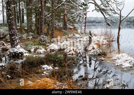 Kiefern und Gras entlang des Wassers liegen im Schnee. Loch Mallachie, Highlands, Schottland Stockfoto