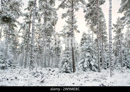 Kiefern im Schnee. Grantown auf Spey, Morayshire, Schottland Stockfoto