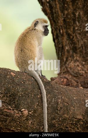 Meerkatze (Wissenschaftlicher Name: cercopthecus aethiops, oder Tumbiili in Swaheli), im Lake Manyara Nationalpark, Tansania Stockfoto