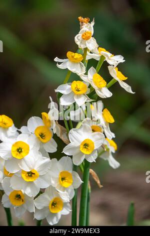 Frühlingsblüte von Waldnarzissen. Weiße und gelbe Narcissus tazetta Blüten auf einem verschwommenen Hintergrund Stockfoto