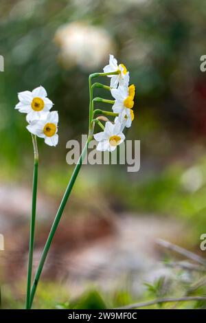 Frühlingsblüte von Waldnarzissen. Weiße und gelbe Narcissus tazetta Blüten auf einem verschwommenen Hintergrund Stockfoto