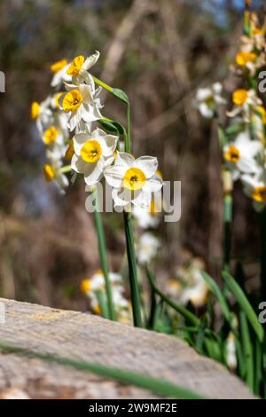 Frühlingsblüte von Waldnarzissen. Weiße und gelbe Narcissus tazetta Blüten Stockfoto