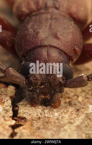 Detaillierte vertikale Nahaufnahme eines großen Langhornkäfers aus Südfrankreich, der Rostkiefernbohrer Arhopalus rusticus Stockfoto