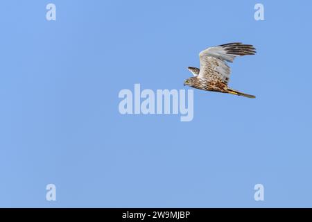 Westliche sumpfweide oder Circus aeruginosus aus der Familie Accipitridae Stockfoto