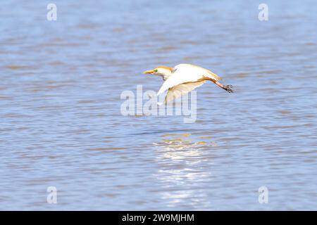 Der Krabbenreiher (Ardeola ralloides) ist eine Art von Pelecaniformes-Vogel aus der Familie der Ardeidae Stockfoto