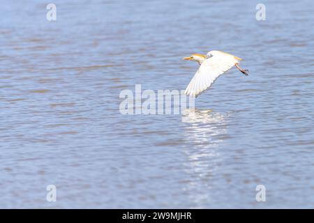 Der Krabbenreiher (Ardeola ralloides) ist eine Art von Pelecaniformes-Vogel aus der Familie der Ardeidae Stockfoto