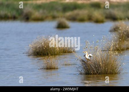 Der Krabbenreiher (Ardeola ralloides) ist eine Art von Pelecaniformes-Vogel aus der Familie der Ardeidae Stockfoto