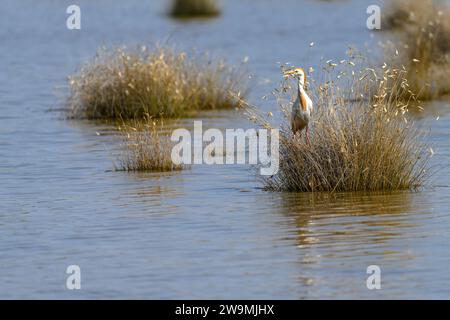 Der Krabbenreiher (Ardeola ralloides) ist eine Art von Pelecaniformes-Vogel aus der Familie der Ardeidae Stockfoto