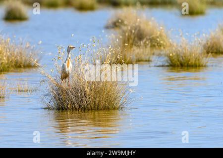 Der Krabbenreiher (Ardeola ralloides) ist eine Art von Pelecaniformes-Vogel aus der Familie der Ardeidae Stockfoto