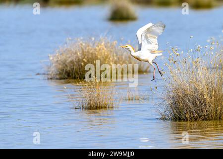 Der Krabbenreiher (Ardeola ralloides) ist eine Art von Pelecaniformes-Vogel aus der Familie der Ardeidae Stockfoto