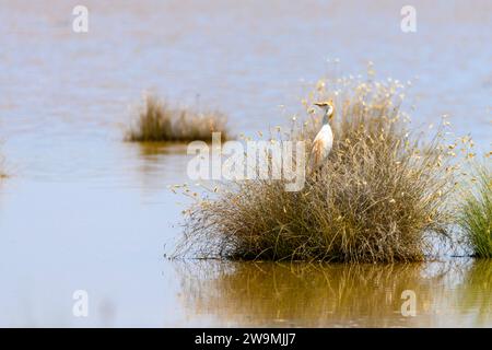 Der Krabbenreiher (Ardeola ralloides) ist eine Art von Pelecaniformes-Vogel aus der Familie der Ardeidae Stockfoto