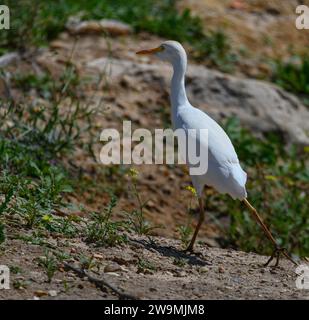 Der Krabbenreiher (Ardeola ralloides) ist eine Art von Pelecaniformes-Vogel aus der Familie der Ardeidae Stockfoto