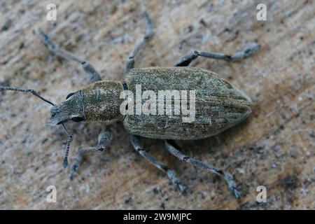 Detaillierte Nahaufnahme eines der Breitnasen-Käfer, des Rübenblattkäfers, Tanymecus palliatus, der sich gerne von verschiedenen Disteln ernährt Stockfoto