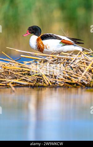 ShelEnte oder Tadorna tadorna oder ist eine Art anseriformer Vogel aus der Familie der Anatidae Stockfoto