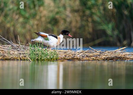 ShelEnte oder Tadorna tadorna oder ist eine Art anseriformer Vogel aus der Familie der Anatidae Stockfoto