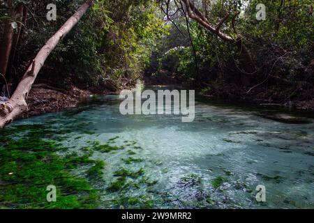 Yankari Game Reserve Stockfoto