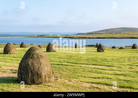 Heuernte in der Nähe von Hamnavoe auf der Insel Yell, Shetland. Mit Loch of Galtagarth und Hamna Voe im Hintergrund. Stockfoto