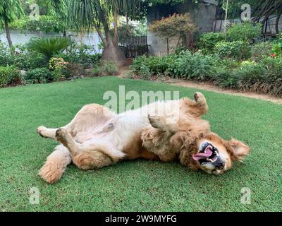 Golden Retriever, der auf dem Rücken in einem Garten rollt, Neu-Delhi, Indien Stockfoto