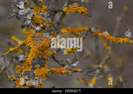 Xanthoria parietina gemeine orangefarbene Flechten, Gelbschuppen, Seelichtflechten und Landflechten an der Rinde des Astes. Dünner trockener Ast mit Orangen Stockfoto