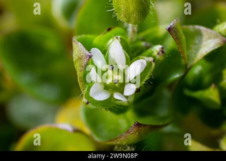 Im Frühling wachsen die Medien in Stellaria in freier Wildbahn. Eine krautige Pflanze, die im Garten oft als Unkraut wächst. Kleine weiße Blüten auf fleischigen grünen Stämmen. Stockfoto