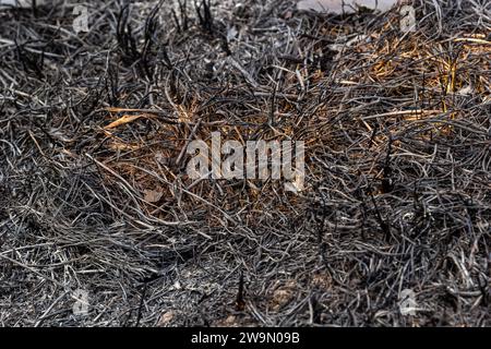 Verbrannter Waldboden mit Gras und Asche, Waldbrand. Im Frühjahr Gras zu verbrennen, ist ein ernstes Umweltproblem. Stockfoto