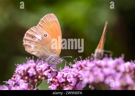 Ein KastanienheideSchmetterling - Coenonympha glycerion - saugt Nektar mit seinem Stamm aus der Blüte von Origanum vulgare - Oregano oder wildem Marjoram Stockfoto