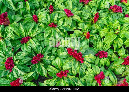 Wachsende grüne Hintergrundblume Celosia cristata im Garten von oben. Stockfoto