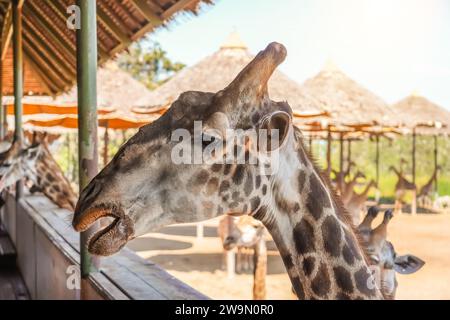 Giraffe essen Karotte aus der Hand des Touristen im Zoo Stockfoto