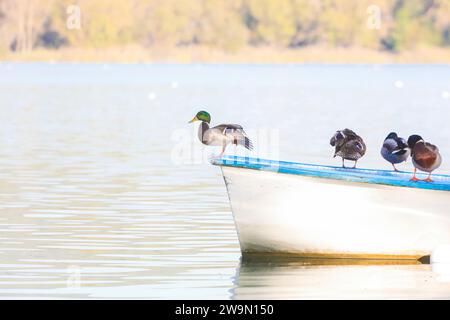 Nahaufnahme einer Entenreihe auf einem Ruderboot, Banyoles, Girona, Katalonien, Spanien Stockfoto