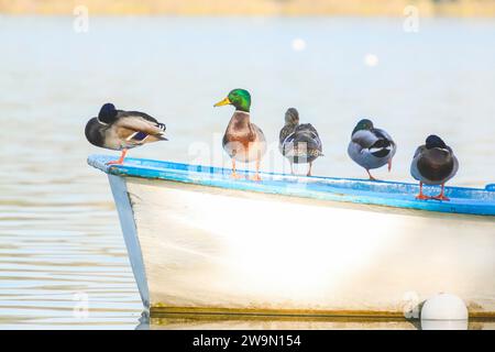 Nahaufnahme einer Entenreihe auf einem Ruderboot, Banyoles, Girona, Katalonien, Spanien Stockfoto