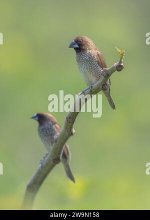 Zwei schuppige Munienvögel (Lonchura punctulata), die auf einem Zweig in Thailand thronen Stockfoto