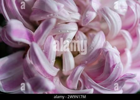 Vollbild-Nahaufnahme rosafarbener Chrysanthemenblüten Stockfoto