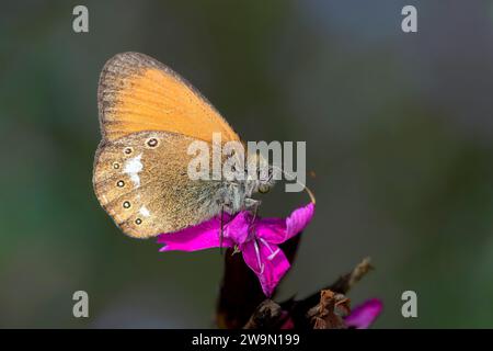 Ein Kastanienhaie-Schmetterling - Coenonympha Glycerin auf einer karthusianischen rosa Blüte - Dianthus carthusianorum Stockfoto