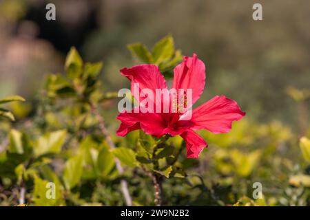 Nahaufnahme einer roten hawaiianischen Blume, die von der Sonne hervorgehoben wird Stockfoto