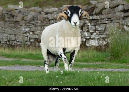 Swaledale Widder, oder männliches Schaf, Nahaufnahme dieses feinen Widders mit zwei gelockten Hörnern, aufmerksam und nach vorne gerichtet auf grüner Weide mit Trockenmauern. Swaledale Stockfoto