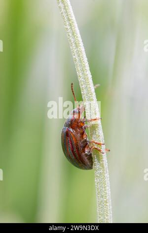 Nahaufnahme eines Rosmarinkäfers (Chrysolina americana) an einem Lavendelstiel Stockfoto