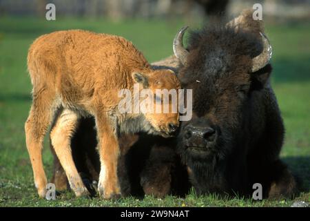 Ein Bisonkalb kuschelt seine Mutter im Yellowstone-Nationalpark, Wyoming. Stockfoto