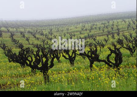 Senfblüten wachsen in einem Weinberg mit Old Vine Zinfandel im Dry Creek Wine Country bei Healdsburg, CA. Stockfoto